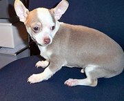 High Quality Chihuahua Puppies For A lovely Home