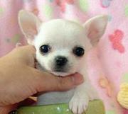 Nice and adorablechihuahua for a happy home