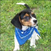 Our Available Tri-Color Beagle Puppies For Good Homes.