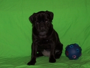 Cute and Adorable Black Pug Puppies Now Available.