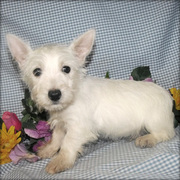 West Highland Terrier Puppies