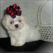 Shih Tzu Puppies For Excellent Families.