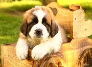 Saint Bernard Puppies Now Available.