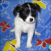 Papillon Puppies Now Available.