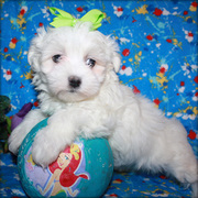 Maltese Puppies Now Available.