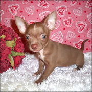 Chihuahua puppies for sale with all thier neccesary papers 