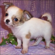 Gorgeous Amazing Chihuahua Puppies For sale