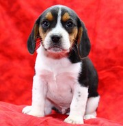 beagle male and female puppies for re-homing