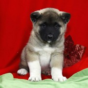 Akita puppies For Christmas present