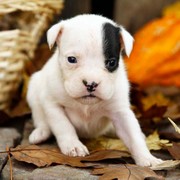 Boxer puppies needs good homes