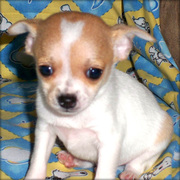 Chihuahua babies for sale & for adoption