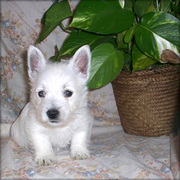 Super Cute West Highland Terrier