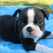 This little girl is a pretty little Boston Terrier