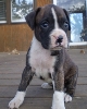 Sweeeties Boxer puppy for rehome