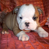   This litter English Bulldog are registered with  kc