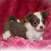 Isn't she sooo cute!!!Chihuahua puppy waiting a new family