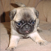   Sweet and friendly Pug puppy raised in our home needed a new family