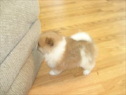 Minion and lovely pomeranian puppies for adoption