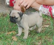 Bouncing and wesome pug puppies for re-homing