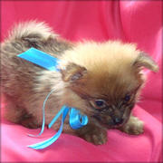 outstanding t-cup pomeranian pups for clean compound