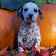 DALMATIAN PUPPY DOG FOR FREE..........................