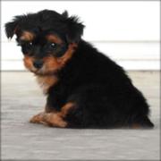 lovely yorkie puppies for adoption cont via (gideon.sandy@yahoo.com)