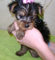 lovely yorkshire terrier for a new home