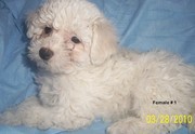 nice Bichon Frise Puppies  for sale