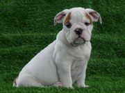 lovely english bulldog puppy for x mas