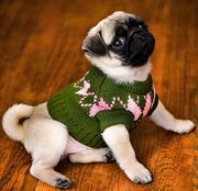 lovely pug puppy for good homes