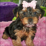 FANTASTIC YORKSHIRE TERRIER PUPPIES FOR YOU
