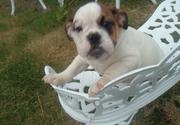 	Female English Bulldog