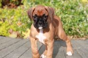 Big Bone Boxer Puppies