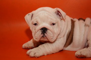 candy the lovely bulldog puppy