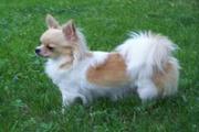 chihuahua puppy for adoption