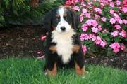 Learn more about Bernese Mountain Dog Puppies For Sale