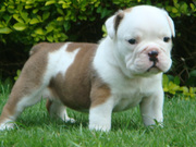 cute bulldog babies for adoption to you