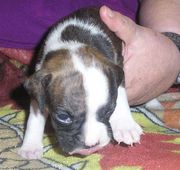 [[[[Cute boxer puppies for adoption