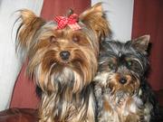 cute yorkie puppies for free to re home