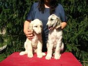 Cute UKC Afghan Hound Puppies for sale