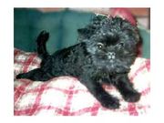 Cute UKC Affenpinscher Puppies for sale