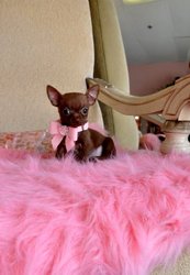 Teacup Chihuahua Princess for adoption