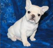 Fantastic French Bulldog Puppies For Sale