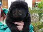 Newfoundland Pedigree Puppies For Sale