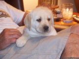 Beautiful Labrador retriever puppies now available 
