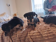Black and tan Jack Russell terriers 