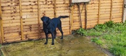 Labrador retriever sale in Kilkenny 