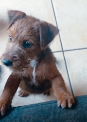 2 Pups for sale .1 female /1male.mixbreeds jackpoo/wire fox terrier 