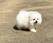 Two Awesome T-Cup Pomeranian Puppies