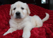 Gorgeous AKC Reg Golden Retriever Puppies